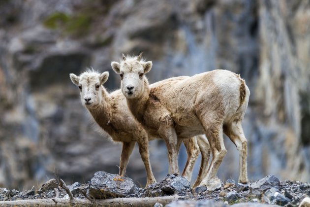 Canadian Mountain Goat
